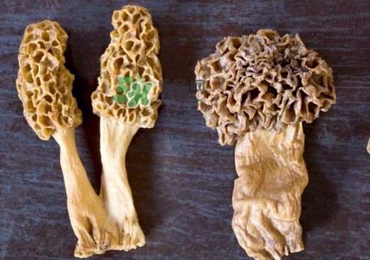 羊肚菌有假的嗎？野生羊肚菌有幾種？