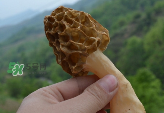 羊肚菌可以泡水喝嗎？羊肚菌可以燉鴿子嗎