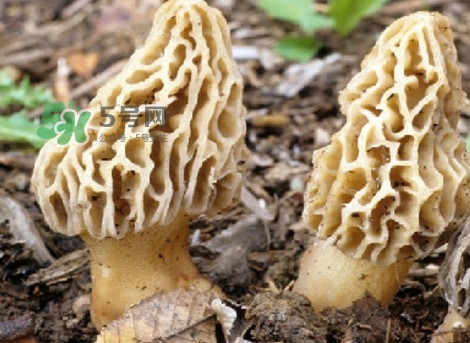 羊肚菌可以泡茶喝嗎？羊肚菌可以生吃嗎
