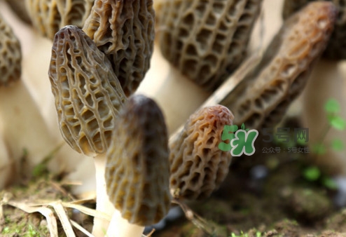 羊肚菌能泡酒嗎？羊肚菌可以炒著吃嗎？