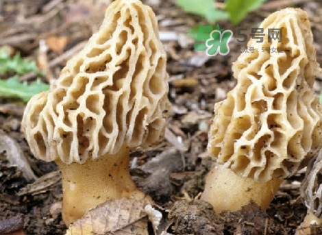 羊肚菌能治什么?。垦蚨蔷芾鋬霰ｕr嗎