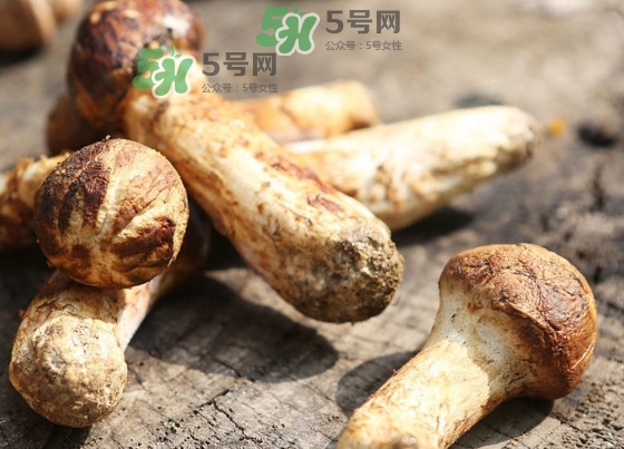 干松茸多少錢一斤？野生松茸多少錢一斤？