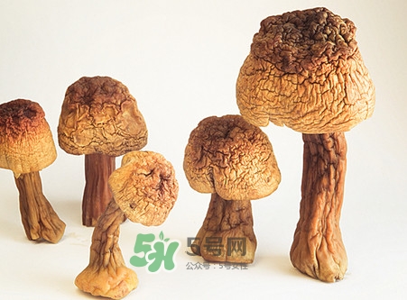 松茸是發(fā)物嗎？松茸是熱性還是涼性？