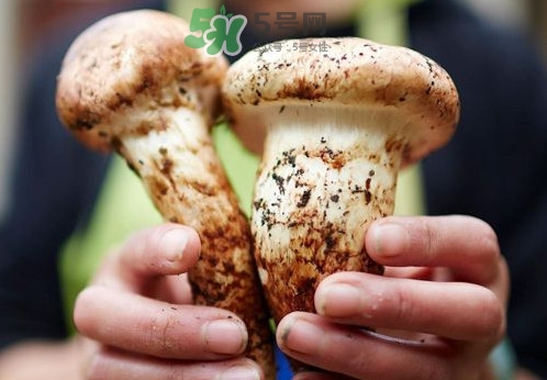 松茸什么時候吃最好？松茸什么季節(jié)有