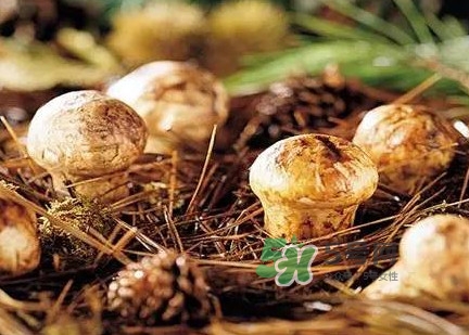 松茸什么時候吃最好？松茸什么季節(jié)有
