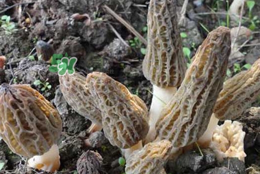 羊肚菌可以泡水喝嗎？羊肚菌可以燉鴿子嗎