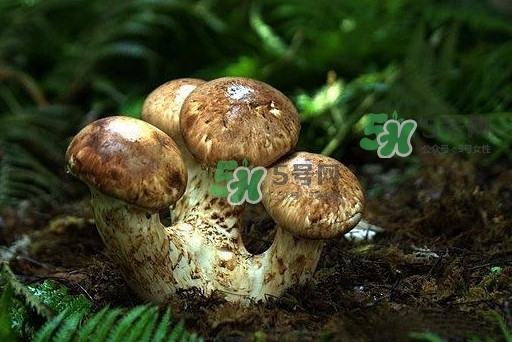 干松茸多少錢一斤？野生松茸多少錢一斤？