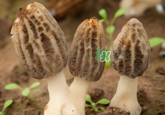 羊肚菌有假的嗎？野生羊肚菌有幾種？