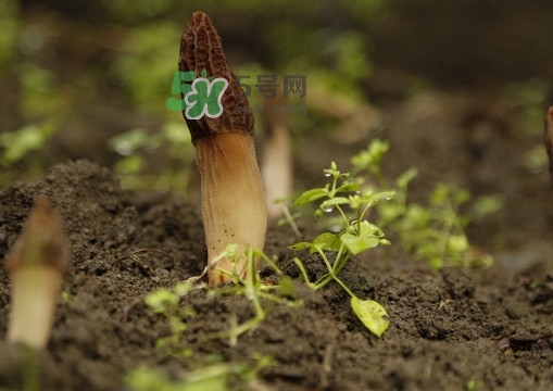 孕婦可以吃羊肚菌嗎？什么人不能吃羊肚菌
