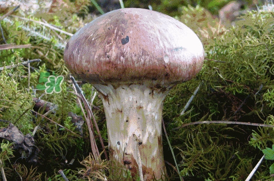 松茸是發(fā)物嗎？松茸是熱性還是涼性？
