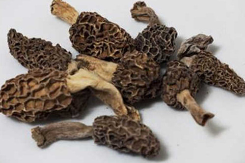 羊肚菌有毒嗎？羊肚菌可以人工種植嗎？
