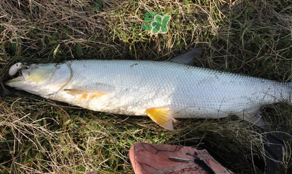 釣鳡魚用什么路亞竿好？路亞鳡魚用什么餌好