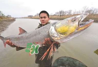 鳡魚多少錢一斤？野生鳡魚多少錢一斤