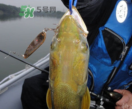 鳡魚好吃嗎？鳡魚刺多嗎