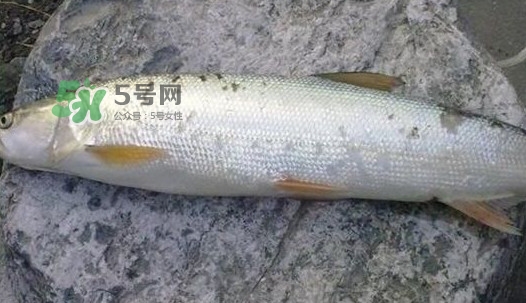 鳡魚好吃嗎？鳡魚刺多嗎
