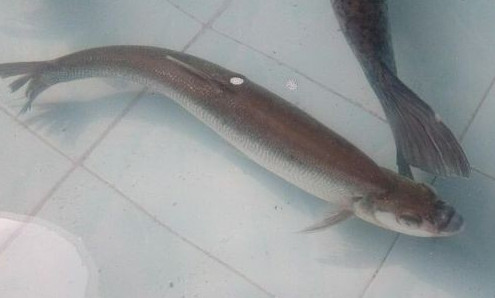 鳡魚吃什么？翹嘴魚和鳡魚有什么區(qū)別