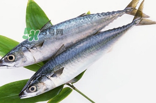 一般鳡魚能長到多大？鳡魚與假鳡魚怎么區(qū)分