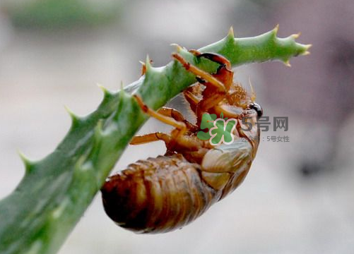 金蟬怎么保存一夜不死？怎樣保存一夜金蟬不死？