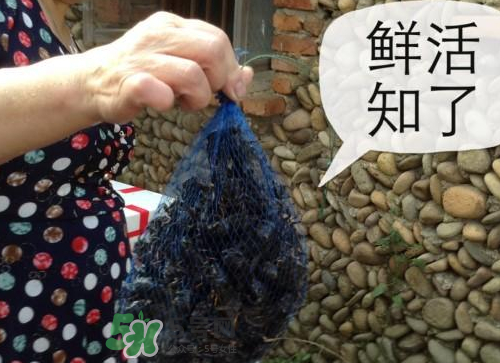 金蟬怎么保存一夜不死？怎樣保存一夜金蟬不死？