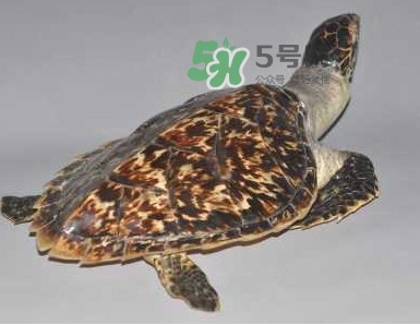 玳瑁龜好養(yǎng)嗎？養(yǎng)玳瑁龜違法嗎