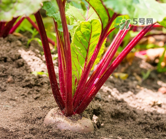 甜菜根是什么菜？甜菜根什么季節(jié)收獲