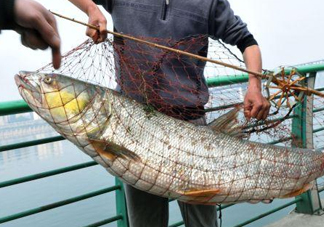 一般鳡魚能長到多大？鳡魚與假鳡魚怎么區(qū)分