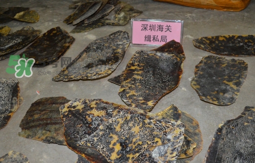 玳瑁標(biāo)本有收藏價(jià)值嗎？玳瑁的功效與作用