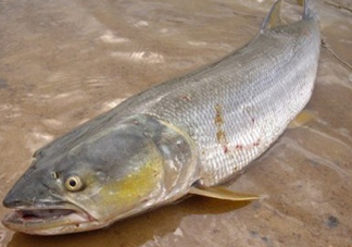 鳡魚怎么釣？鳡魚在魚缸里怎么養(yǎng)