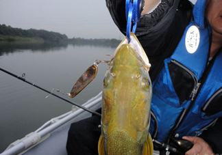 鳡魚好吃嗎？鳡魚刺多嗎