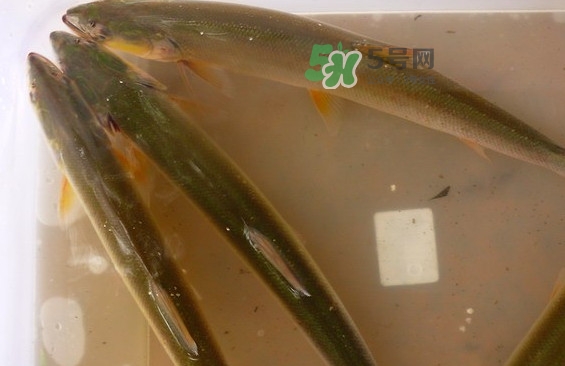 鳡魚(yú)怎么做好吃？鳡魚(yú)有天敵嗎