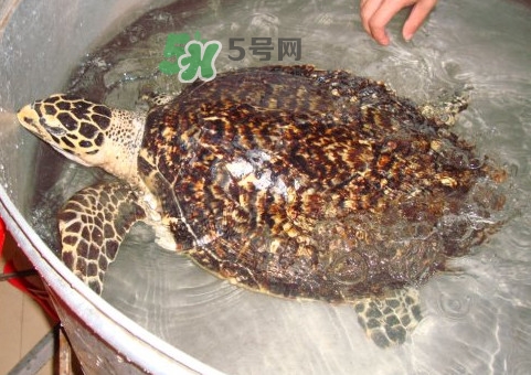 玳瑁龜好養(yǎng)嗎？養(yǎng)玳瑁龜違法嗎
