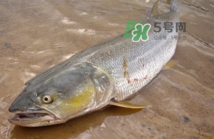 鳡魚是什么魚？鳡魚是淡水魚嗎