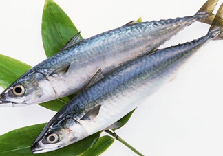鳡魚吃什么？翹嘴魚和鳡魚有什么區(qū)別