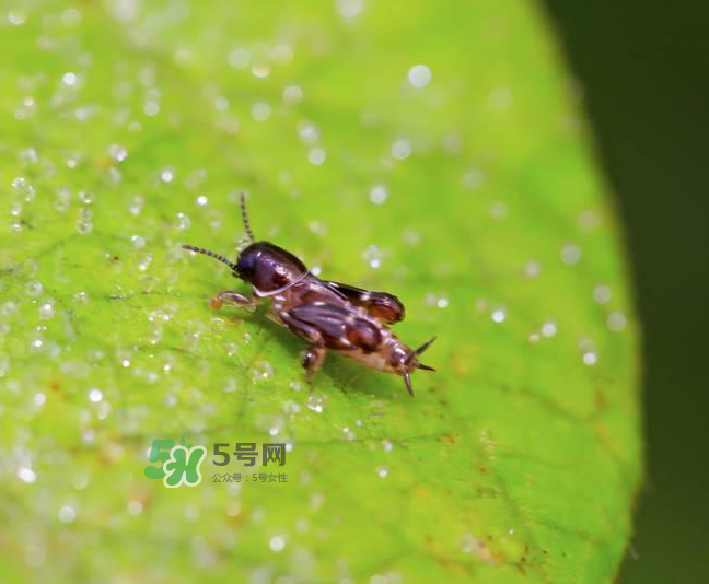 跳蚤會寄生在人身上嗎？跳蚤會在人身上存活嗎？