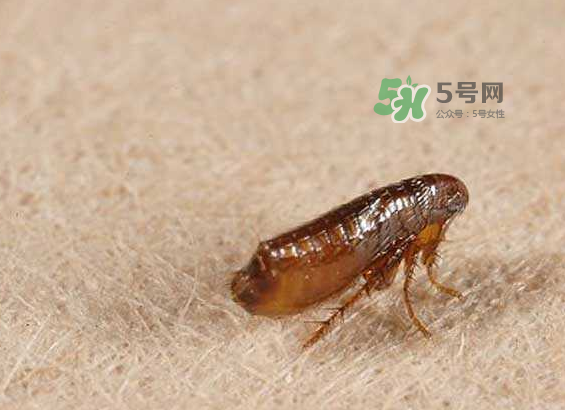 跳蚤會寄生在人身上嗎？跳蚤會在人身上存活嗎？
