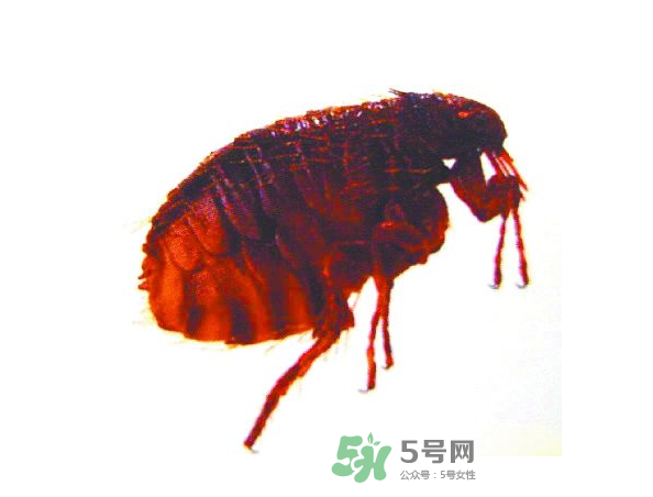 跳蚤會(huì)飛嗎？跳蚤會(huì)咬人嗎？