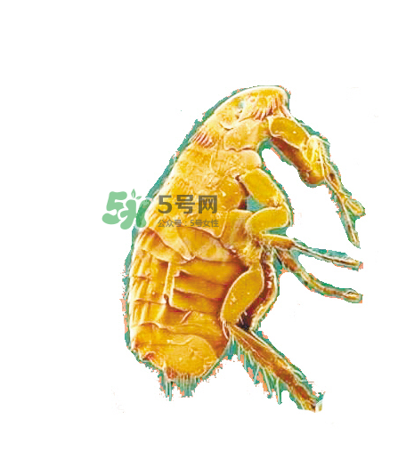 跳蚤會(huì)飛嗎？跳蚤會(huì)咬人嗎？
