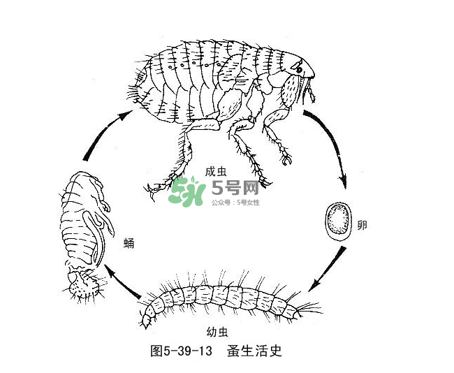 跳蚤會(huì)飛嗎？跳蚤會(huì)咬人嗎？