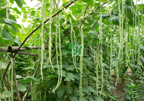 豇豆是什么樣的？豇豆是長(zhǎng)豆角嗎？