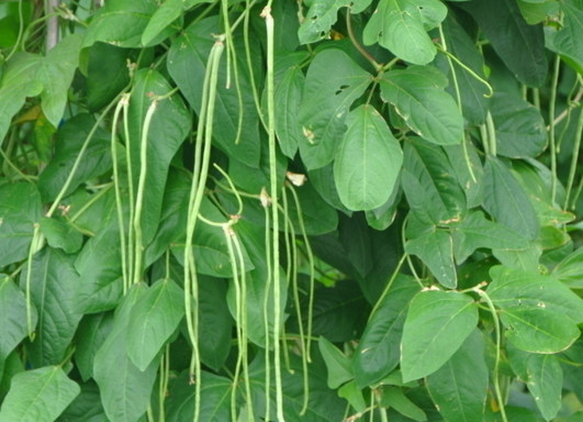 缸豆幾月份種？缸豆什么時(shí)候播種？