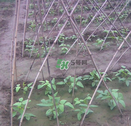 缸豆什么時(shí)候搭架？缸豆要怎樣搭架子