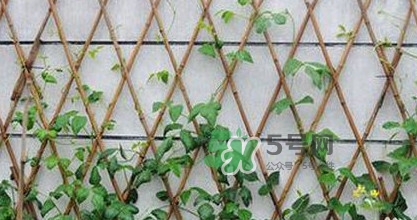 缸豆什么時(shí)候搭架？缸豆要怎樣搭架子