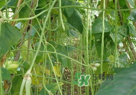 缸豆什么季節(jié)有？缸豆是幾月的蔬菜