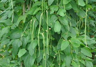 缸豆幾月份種？缸豆什么時(shí)候播種？