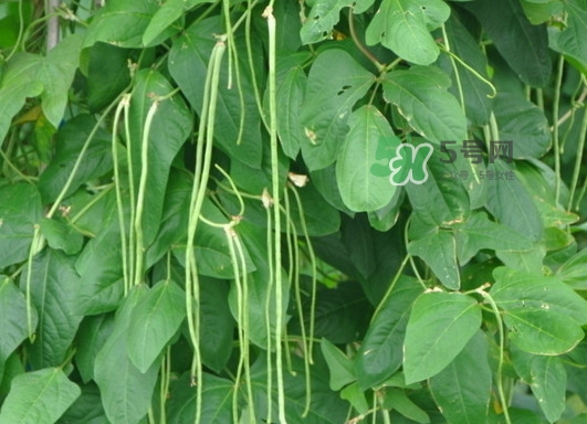 缸豆什么季節(jié)有？缸豆是幾月的蔬菜