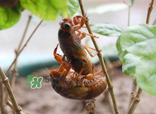 金蟬為什么這么貴？野生金蟬和養(yǎng)殖金蟬的區(qū)別