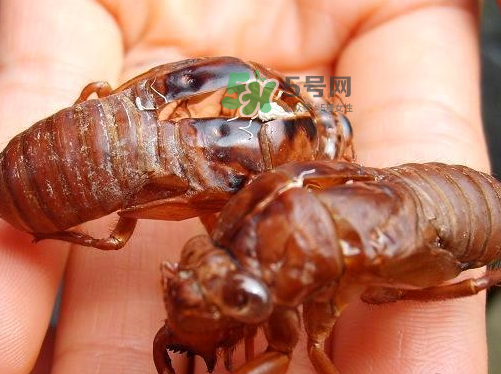 金蟬為什么這么貴？野生金蟬和養(yǎng)殖金蟬的區(qū)別