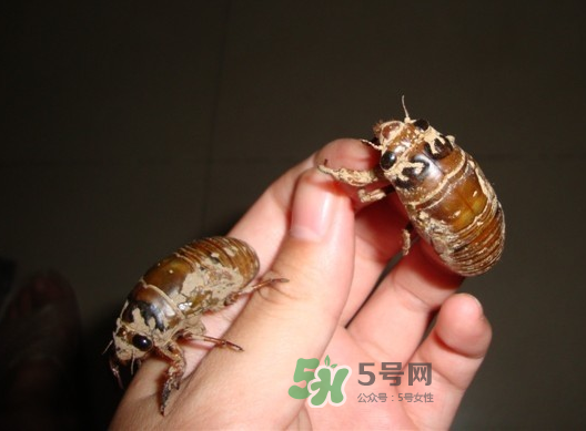 金蟬晚上幾點(diǎn)出來？金蟬為什么晚上出來？