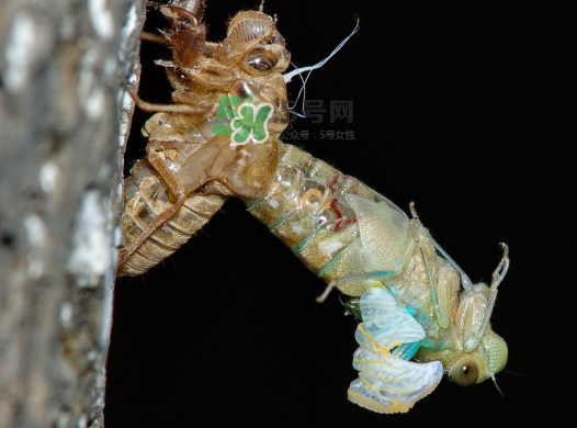 金蟬晚上幾點(diǎn)出來？金蟬為什么晚上出來？