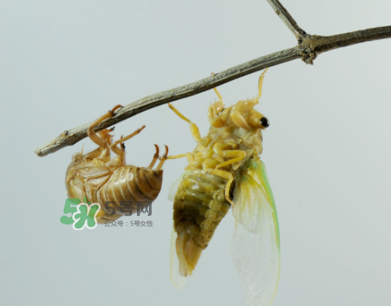 金蟬什么時(shí)候最多？金蟬什么時(shí)候沒有？